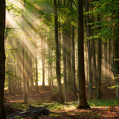 Zur Fototapeten-Kategorie Wald & Bäume